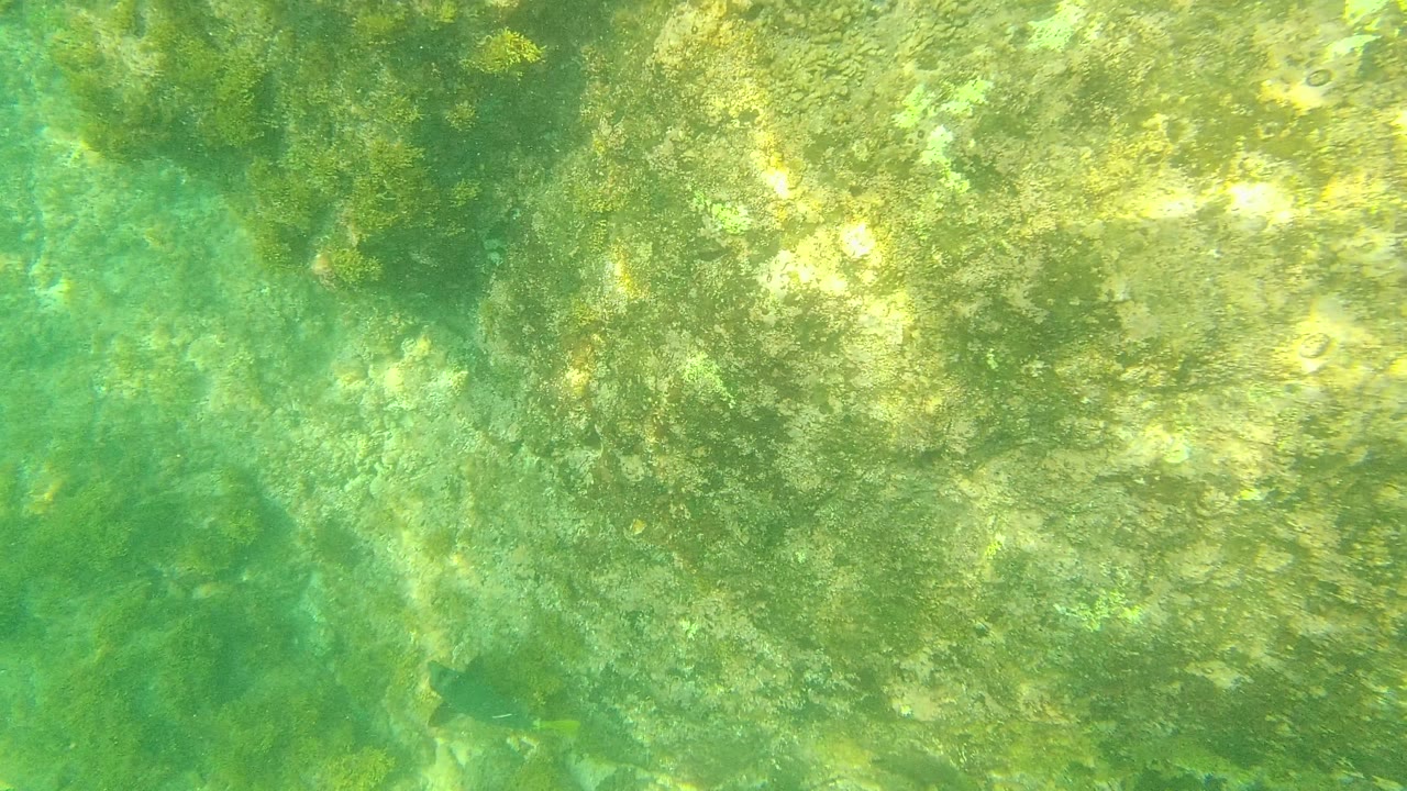 Algae and rocks on a shallow underwater seabed