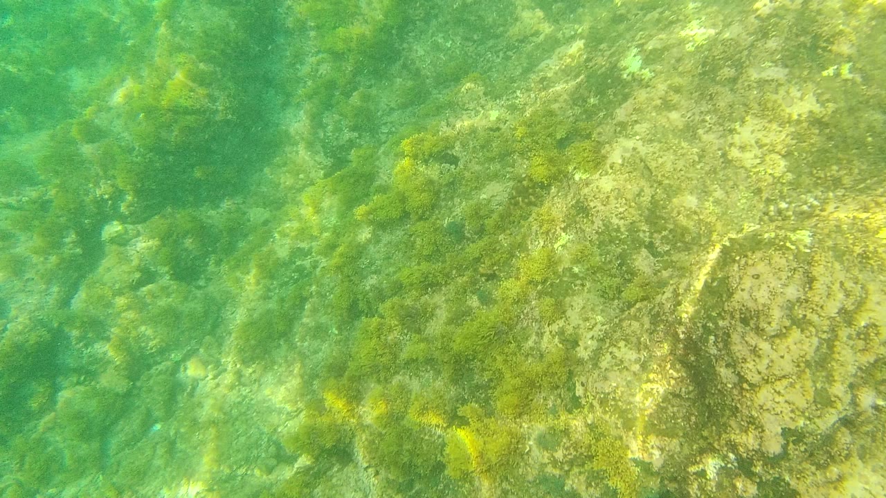 Opening frame of the Palmilla Los Cabos underwater seabed shows pale rocks under green water with algae patches and no visible people.
