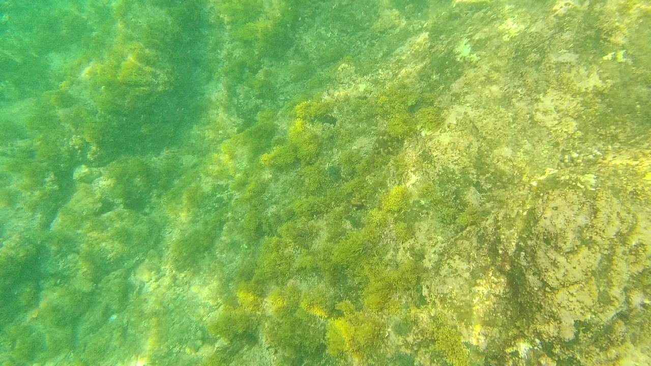 Rocky underwater floor seen through clear green water.