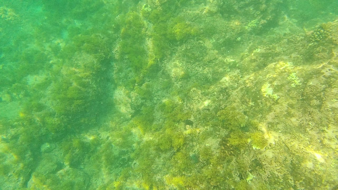 At 0:02, sunlit underwater rocks and algae fill the frame in Palmilla Los Cabos, with the seabed viewed from above and no visible people.