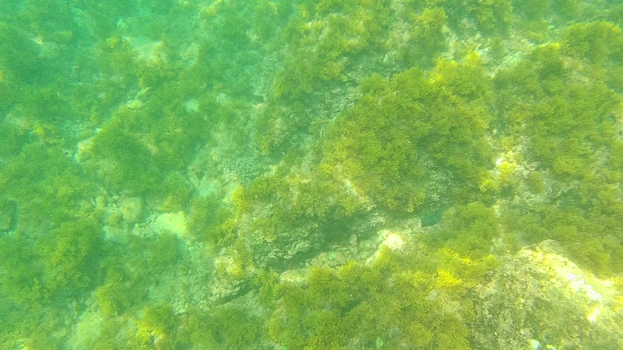 Underwater view in Palmilla Los Cabos showing green algae on uneven rocks beneath clear water, with no visible people.
