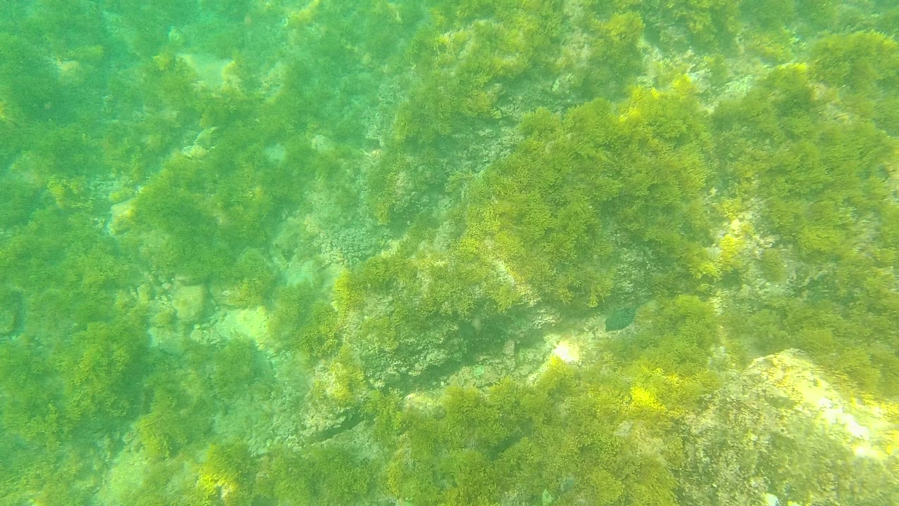 Algae-covered seabed with pale rocks under green water.