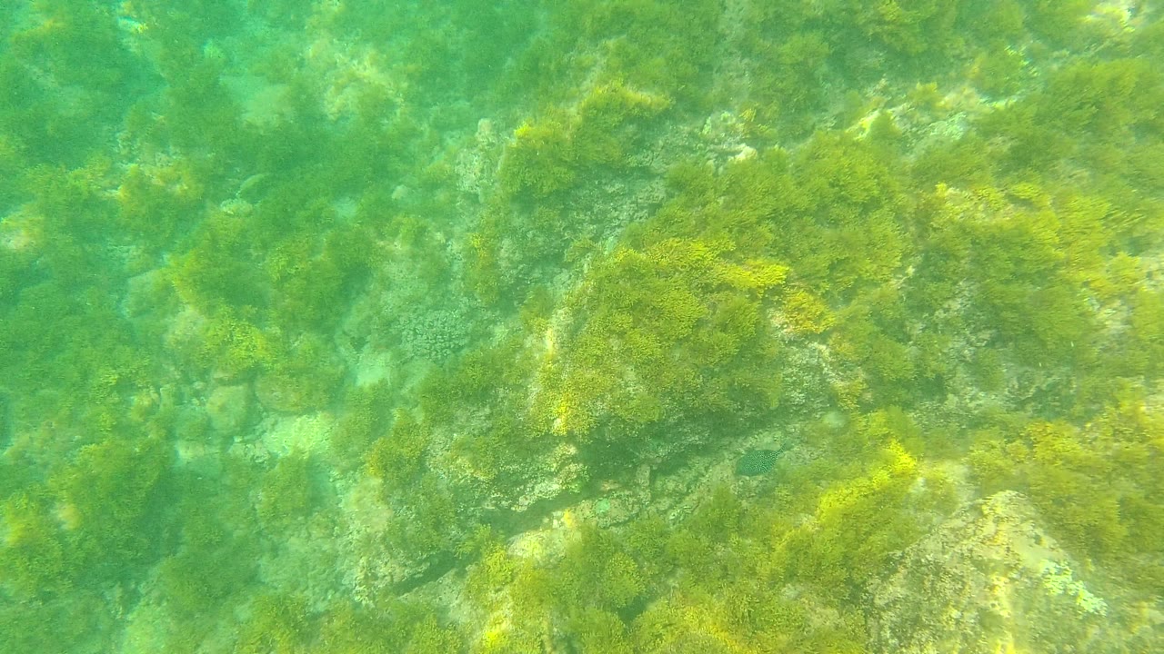 Underwater rocky seabed in Palmilla Los Cabos with mottled green algae and brighter stone areas visible through clear green water, with no visible people.