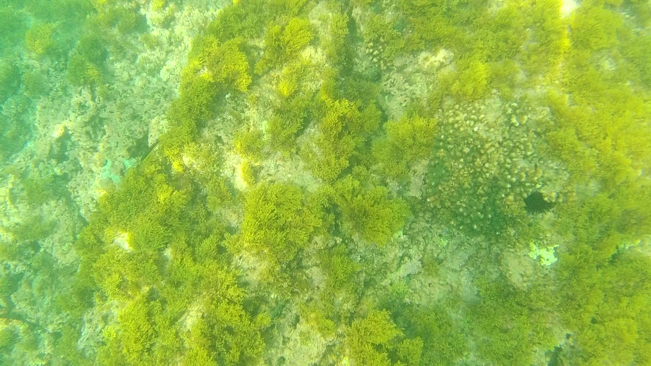 Clear green water over algae-covered rocky seabed