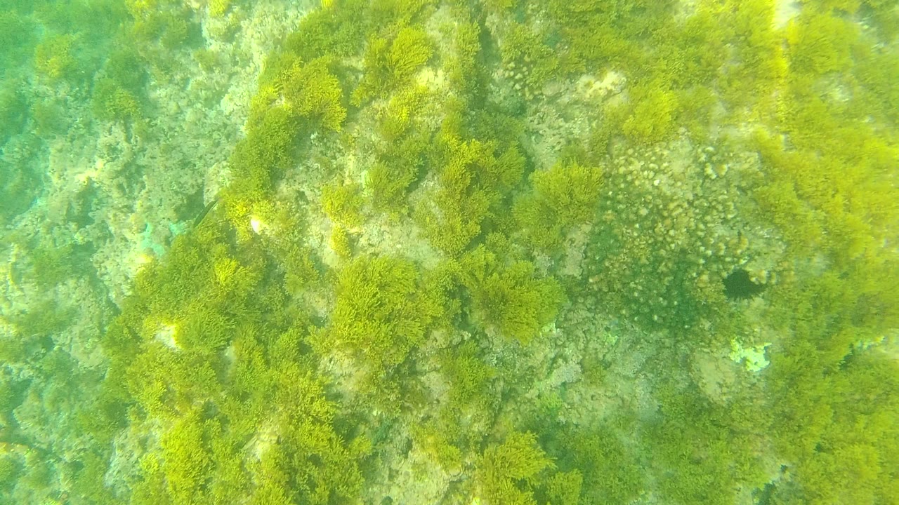 Palmilla Los Cabos underwater view with broad green algae mats, pale stone texture, and clear water light patterns across the seabed, with no visible people.