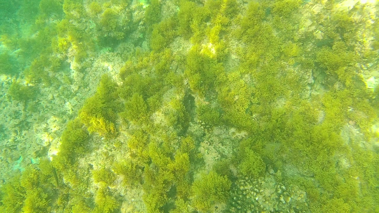 Palmilla Los Cabos seabed frame showing green seaweed clustered over uneven rock, a small dark opening in the stone, and turquoise water, with no visible people.