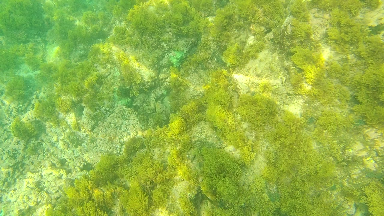 Palmilla Los Cabos underwater frame with soft green algae over pale rocks and brighter sunlight streaks crossing the clear water, with no visible people.