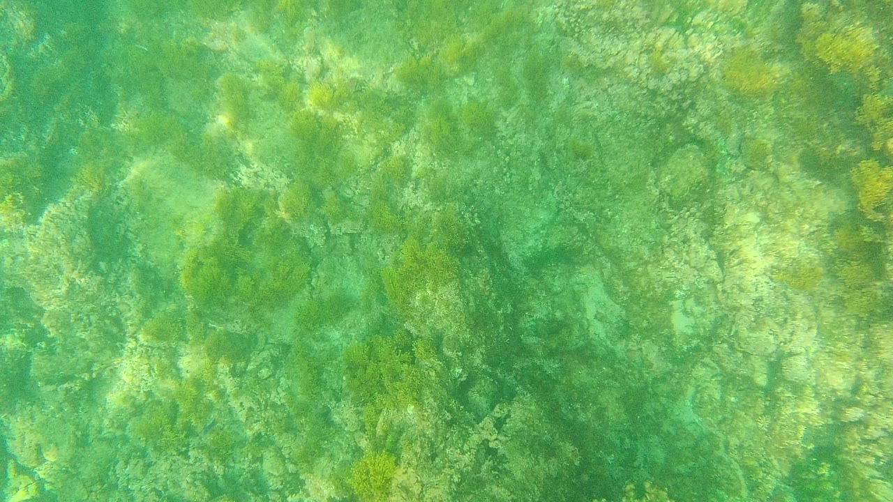 Clear green water over a rocky seabed with seaweed.