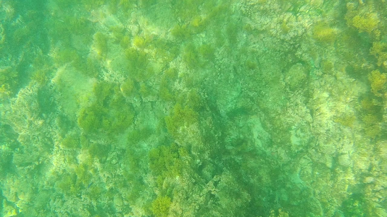Underwater frame from Palmilla Los Cabos with mottled green seaweed, pale rock patches, and soft surface light patterns across the seabed, with no visible people.