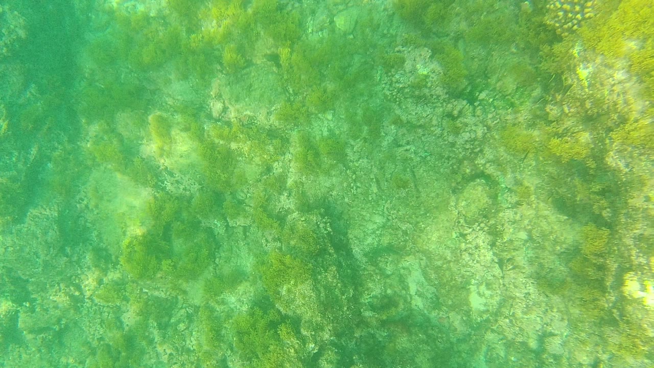 Downward underwater view in Palmilla Los Cabos showing a denser field of green algae and seaweed over uneven pale rocks, with no visible people.