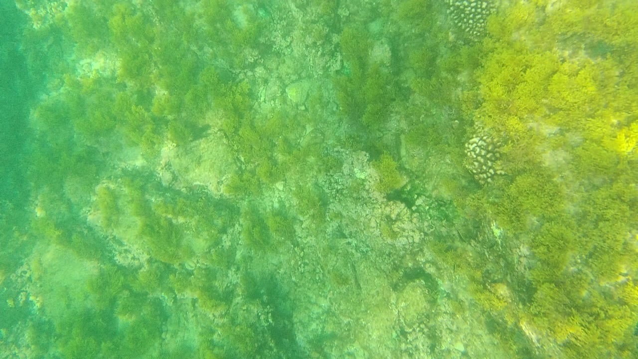 Palmilla Los Cabos underwater frame with turquoise-green water, scattered seaweed, pale rocky bottom, and faint small fish shapes against the seabed, with no visible people.