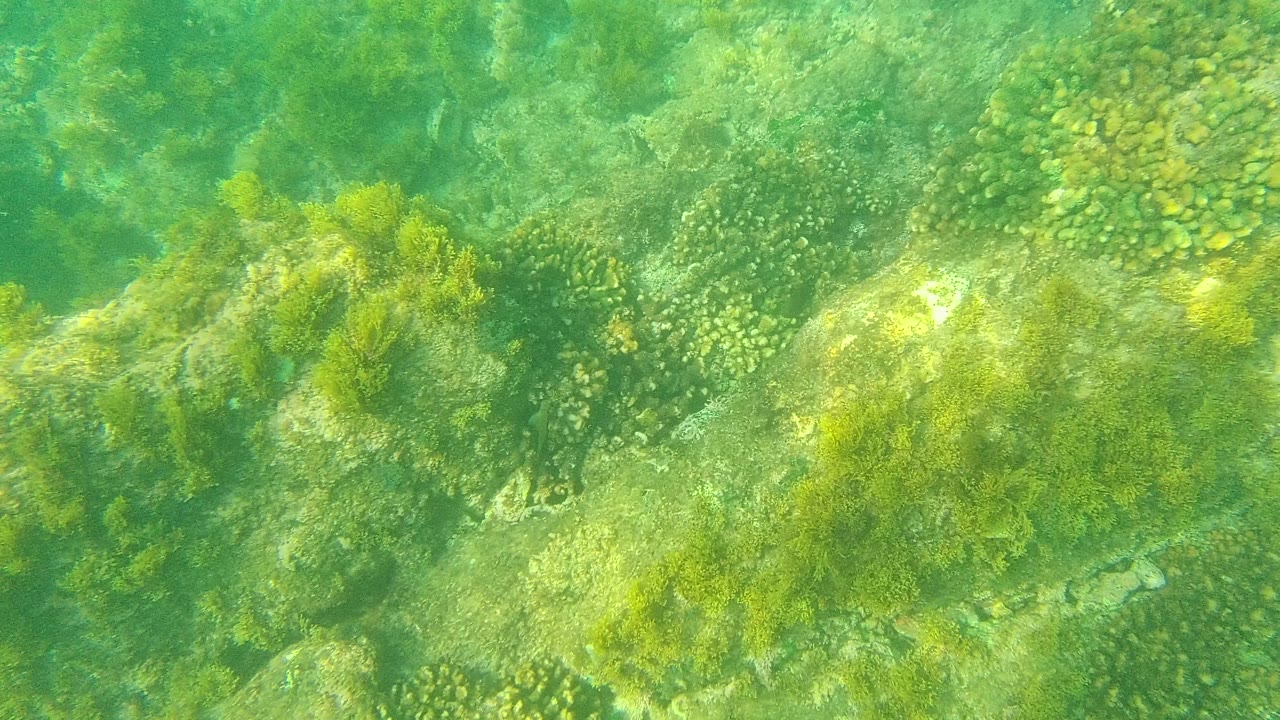 Underwater reef with green water, coral patches, rocks, and seaweed.