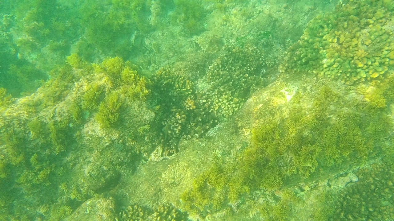 Underwater frame in Palmilla Los Cabos, Baja California Sur, with clustered coral heads, yellow-green seaweed, pale rocks, and no visible people.