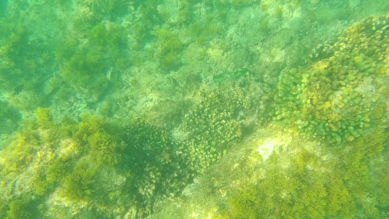 Palmilla Los Cabos underwater view with coral mounds near the upper frame, seaweed across the rocks, green water, and no visible people.