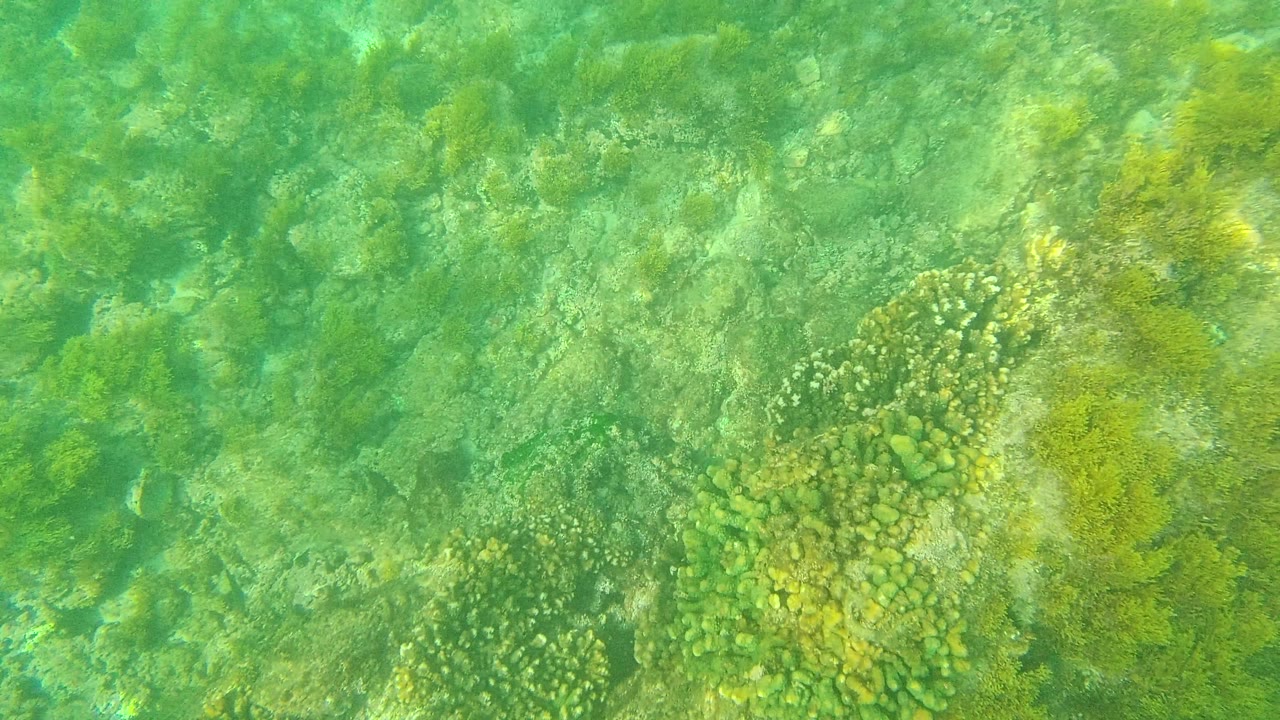 Underwater frame from Palmilla Los Cabos showing a lighter rocky seabed, scattered coral growth, green seaweed patches, and no visible people.