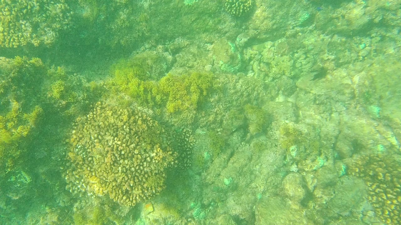 Sunlit underwater coral and seaweed over a rocky seabed
