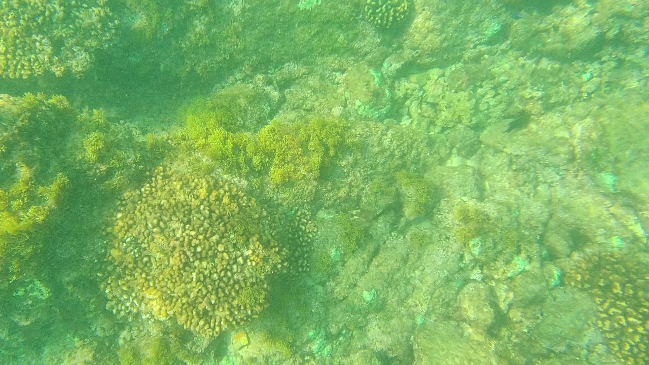 Clear green water in Palmilla Los Cabos, Mexico, covers clustered coral, algae, and uneven rock with no visible people one second into the pan.
