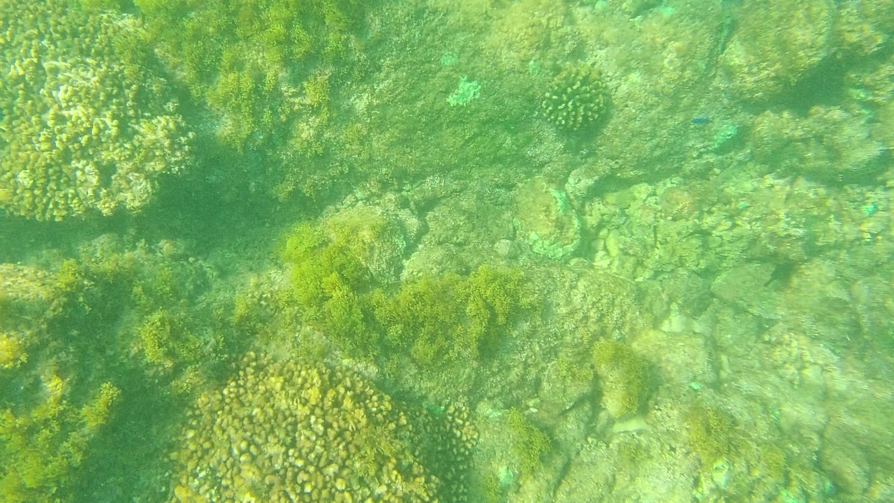 A shallow Palmilla Los Cabos seabed shows rounded coral heads, yellow-green seaweed, pale stone areas, and no visible people as the view progresses.