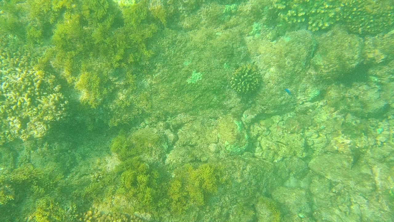 Midway through the Palmilla Los Cabos clip, the downward view passes over rock ledges, scattered coral patches, green algae, and no visible people.