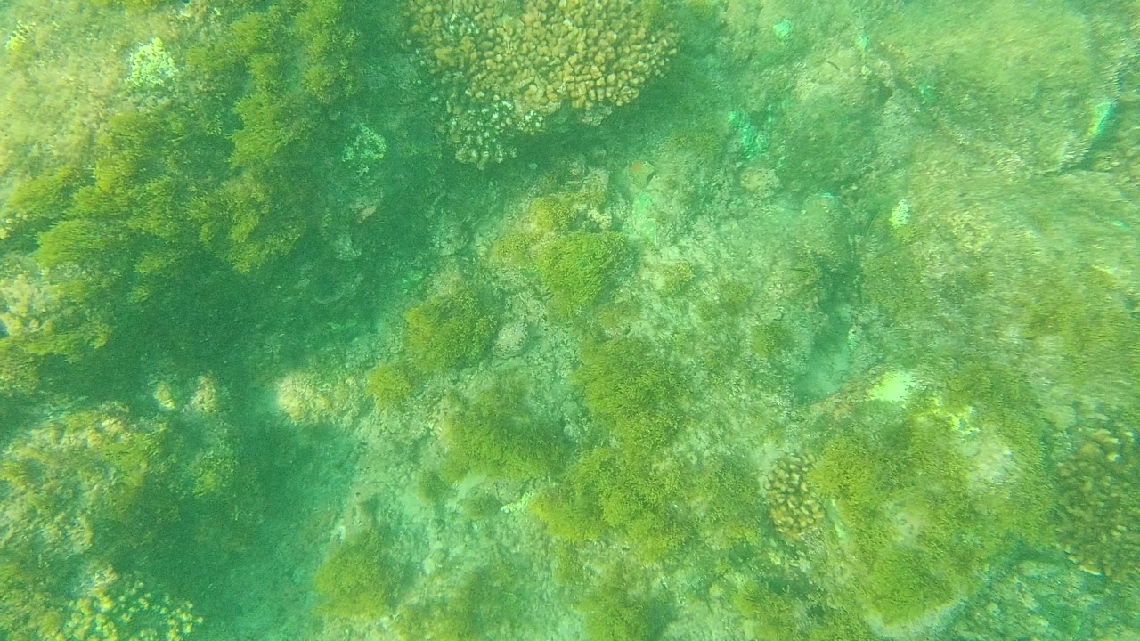 Palmilla Los Cabos underwater view of clear green water over scattered coral, algae-covered rocks, and seaweed, with no visible people.
