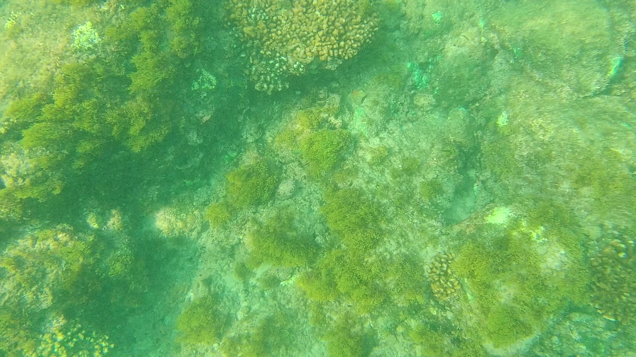 Palmilla Los Cabos seabed frame with rounded coral clusters, pale rock, seaweed patches, and green-blue water, with no visible people.