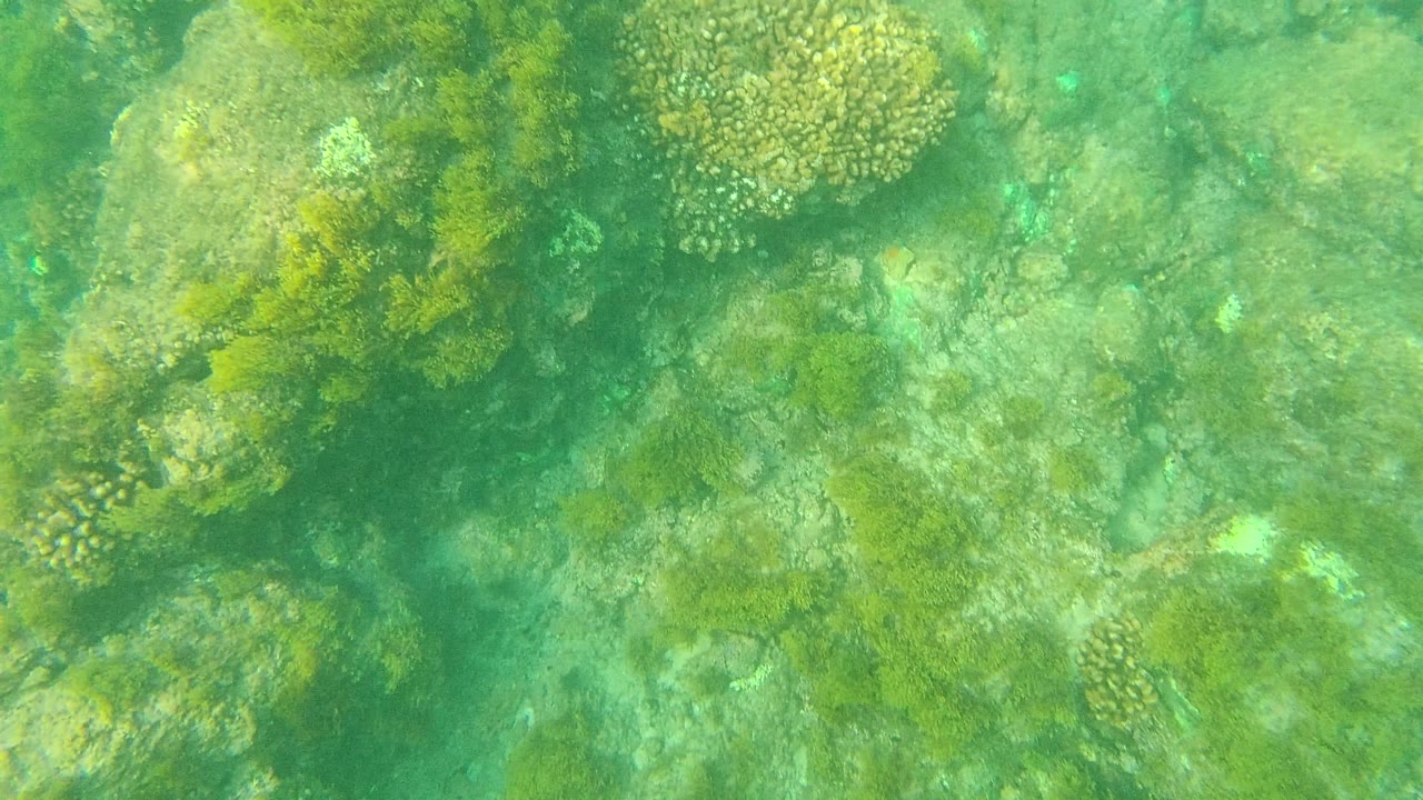 Palmilla Los Cabos underwater frame with large rock shapes, coral heads, algae, and bright green water haze, with no visible people.