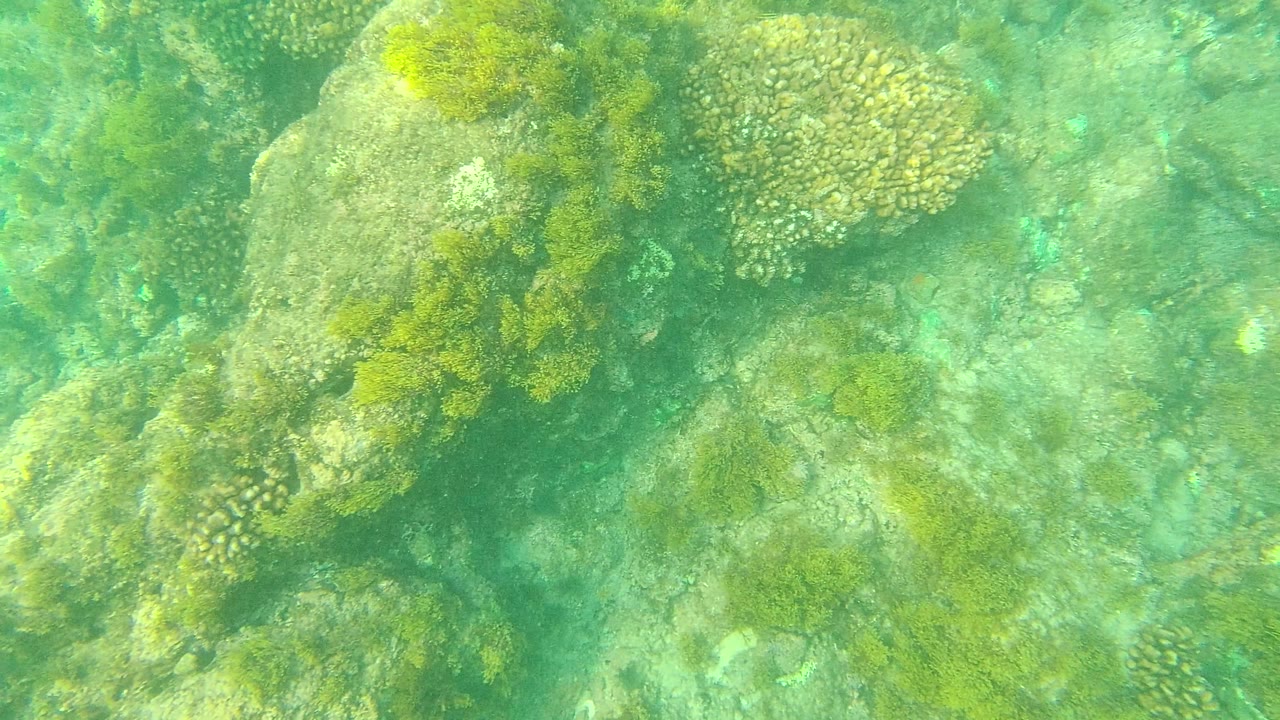 Large rock with seaweed and coral beside a shallow seabed channel.