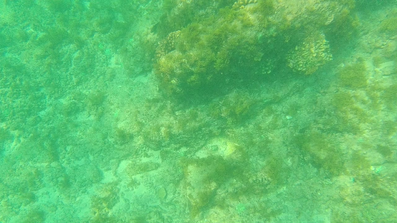 Turquoise underwater view of rocks, coral, and seagrass.