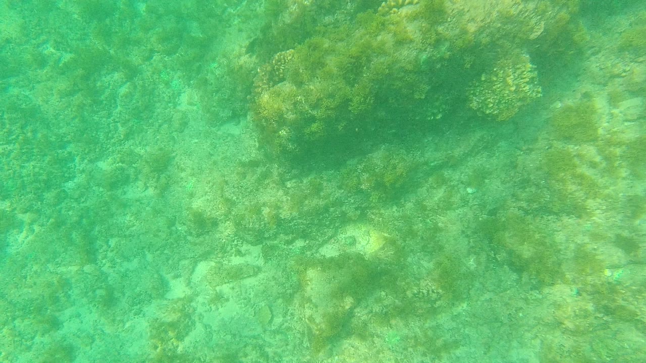 A later underwater view in Palmilla Los Cabos keeps the rocky ocean floor close in frame, with muted coral growth, green seagrass, and no visible people.