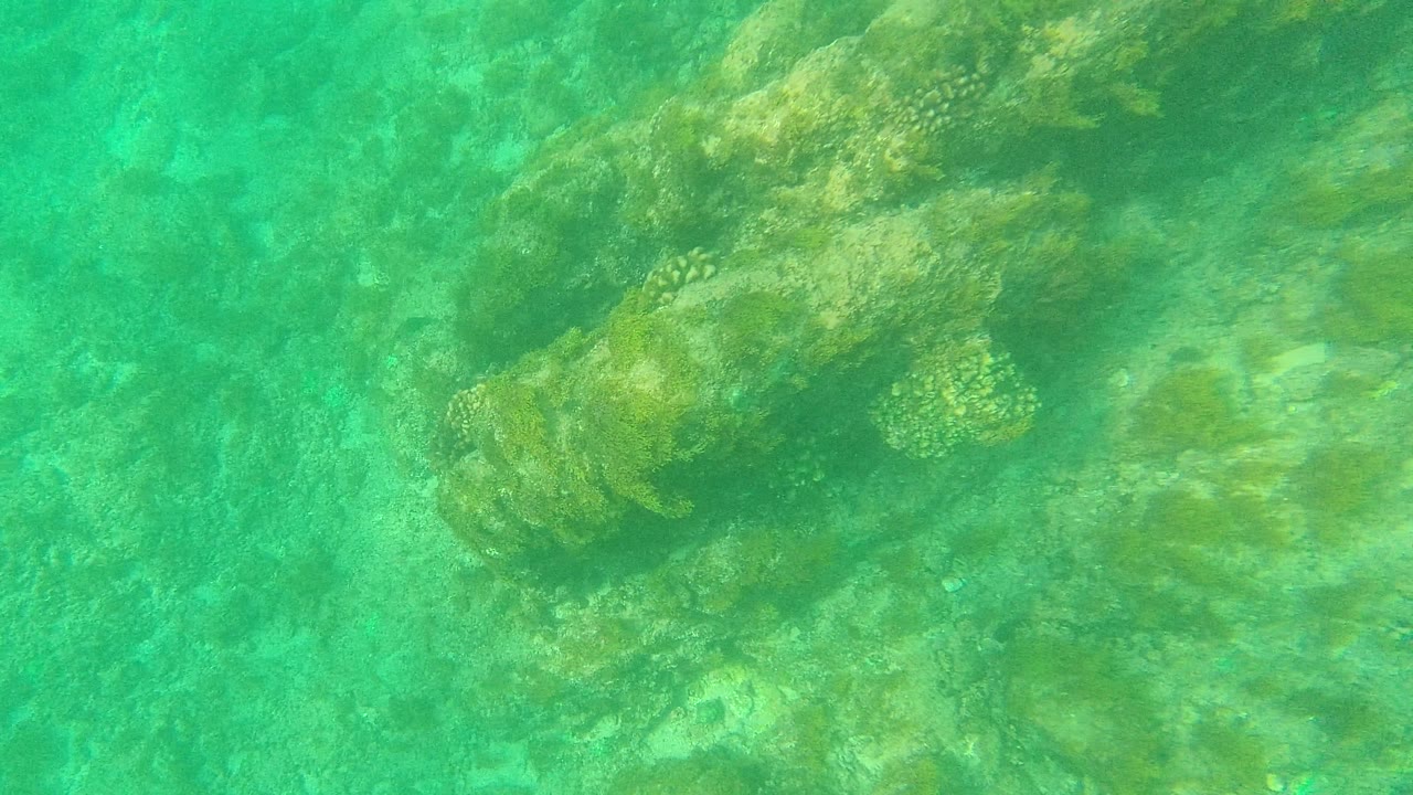Mid-clip, the Palmilla Los Cabos underwater view passes over a rockier section with small coral patches, green plant growth, and no visible people.