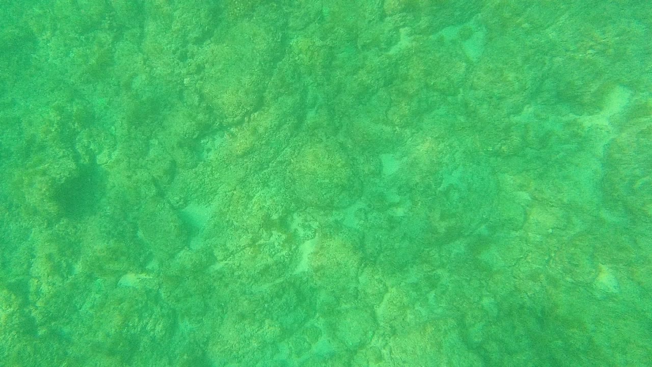 Green underwater view of a rocky seabed.
