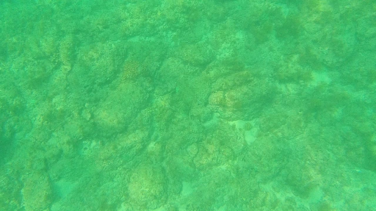 Mid-clip frame from Palmilla Los Cabos showing turquoise-green water over scattered submerged rocks and faint marine growth, with no visible people.