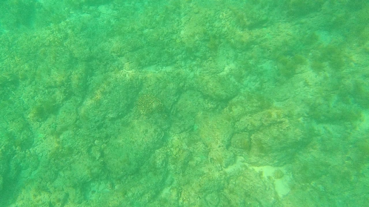 Downward underwater frame in Palmilla Los Cabos with textured rock formations filling the view under green water, with no visible people.