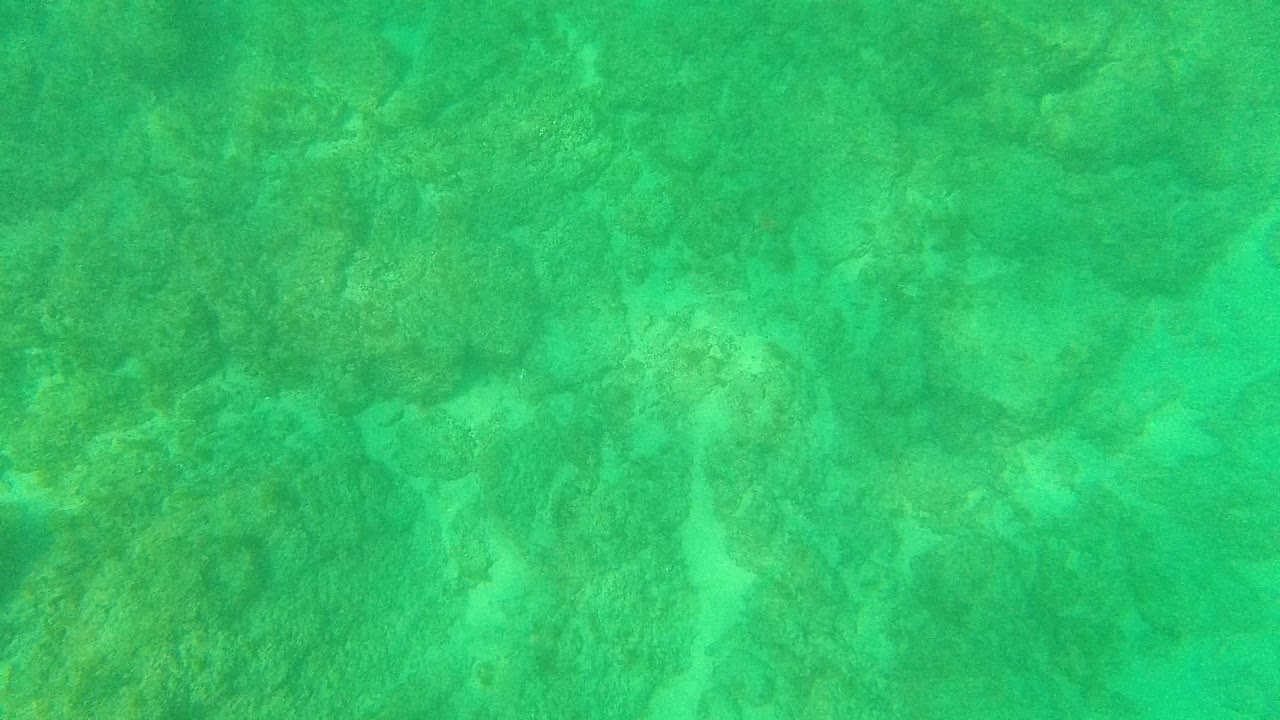 Clear green water covers submerged rocks and coral-like patches in Palmilla Los Cabos, with no visible people.
