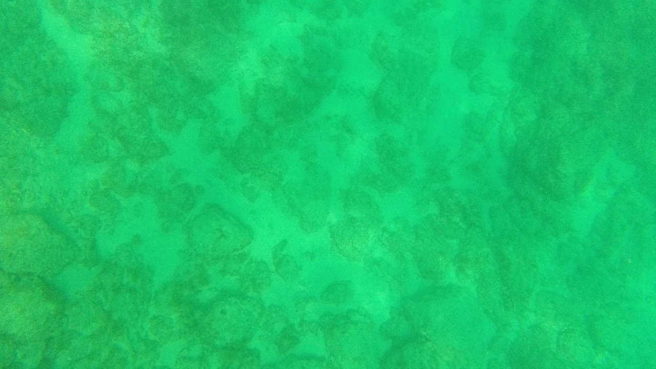 A full-frame view of mottled coral and rock texture sits beneath clear green-turquoise water in Palmilla Los Cabos, with no visible people.