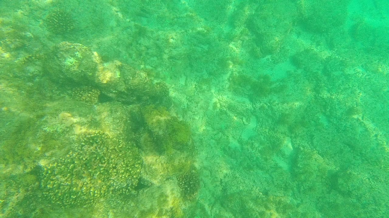 Turquoise underwater view of coral and rocky seabed