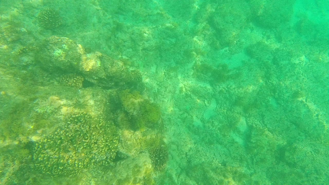 A shallow reef floor in Palmilla Los Cabos, Mexico, fills the frame with clustered coral, uneven rocks, green water haze, and no visible people.