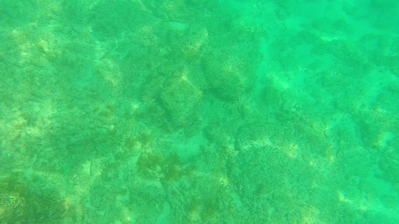 Green-tinted water covers muted rocks and scattered coral in Palmilla Los Cabos, Mexico, with no shoreline, people, or man-made objects visible.