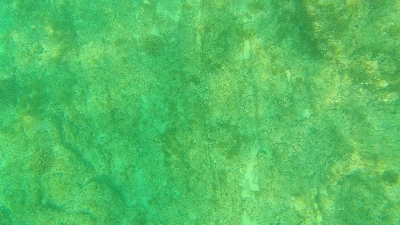 Underwater view in Palmilla Los Cabos with clear green water over a rocky seabed, scattered coral texture, and no visible people.