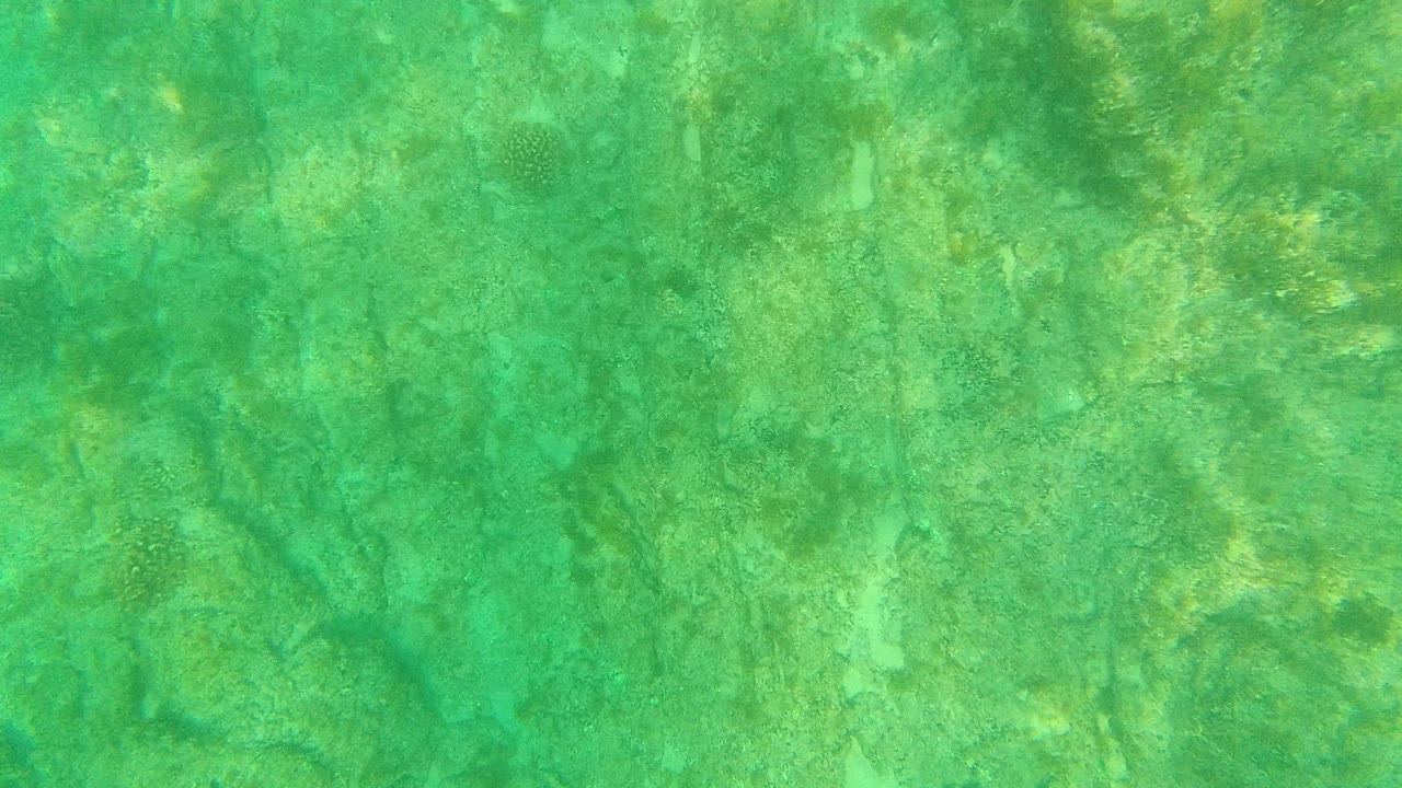 A slightly brighter underwater frame shows turquoise-green water, low coral forms, uneven rock, and no visible people in Palmilla Los Cabos.