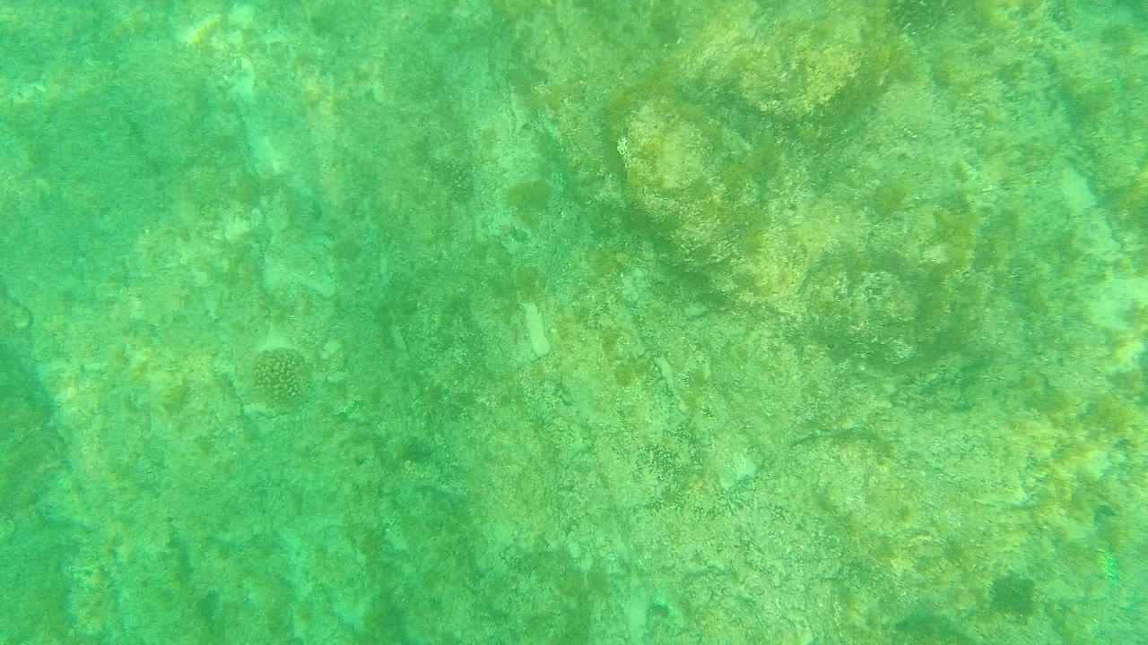 Palmilla Los Cabos reef detail fills the frame with green water, pale rocks, small coral areas, and no visible people.