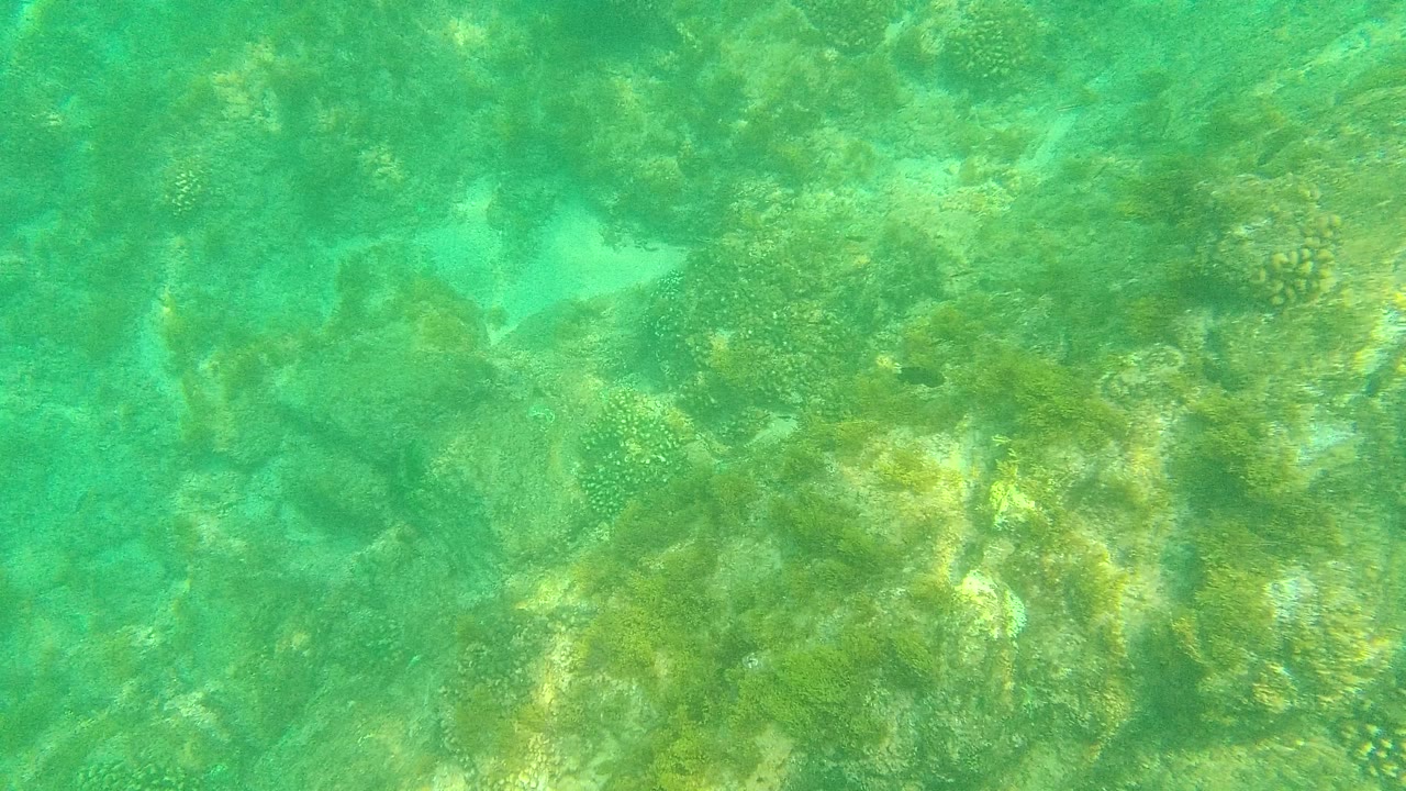 Turquoise underwater reef with coral and rock seabed.