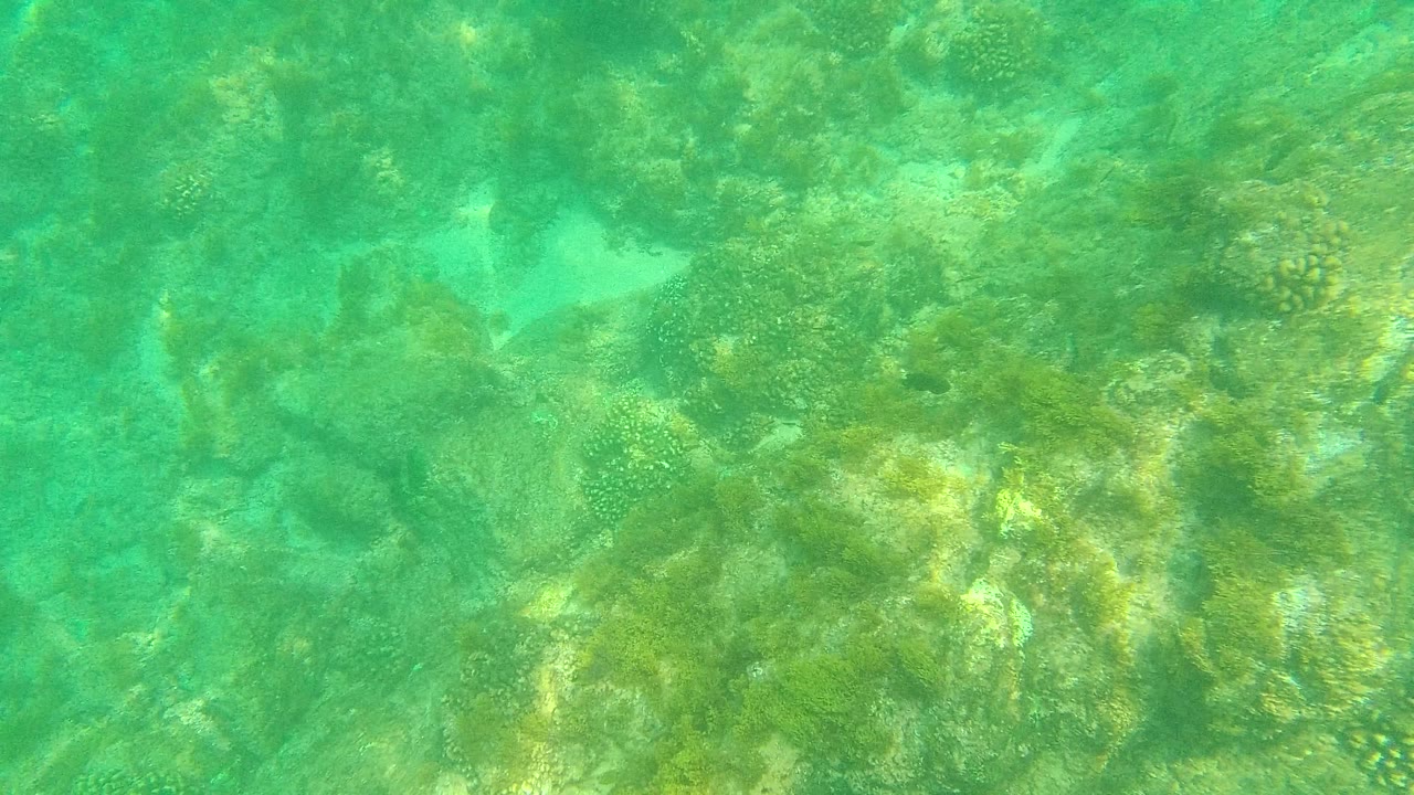 A clear underwater frame shows mottled coral heads, rocky seabed, and suspended green-blue water at Palmilla Los Cabos, Mexico, with no visible people.
