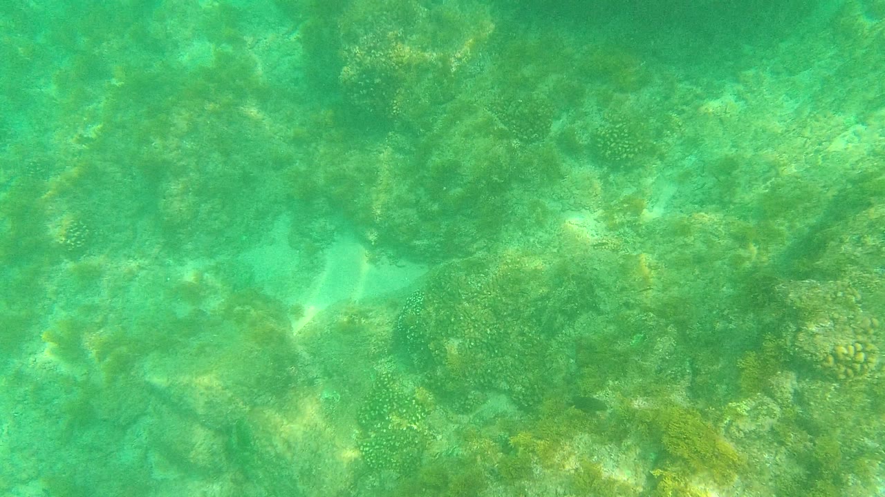 The reef floor remains visible through turquoise water, with clustered coral and pale sandy spaces at Palmilla Los Cabos, Mexico, and no visible people.
