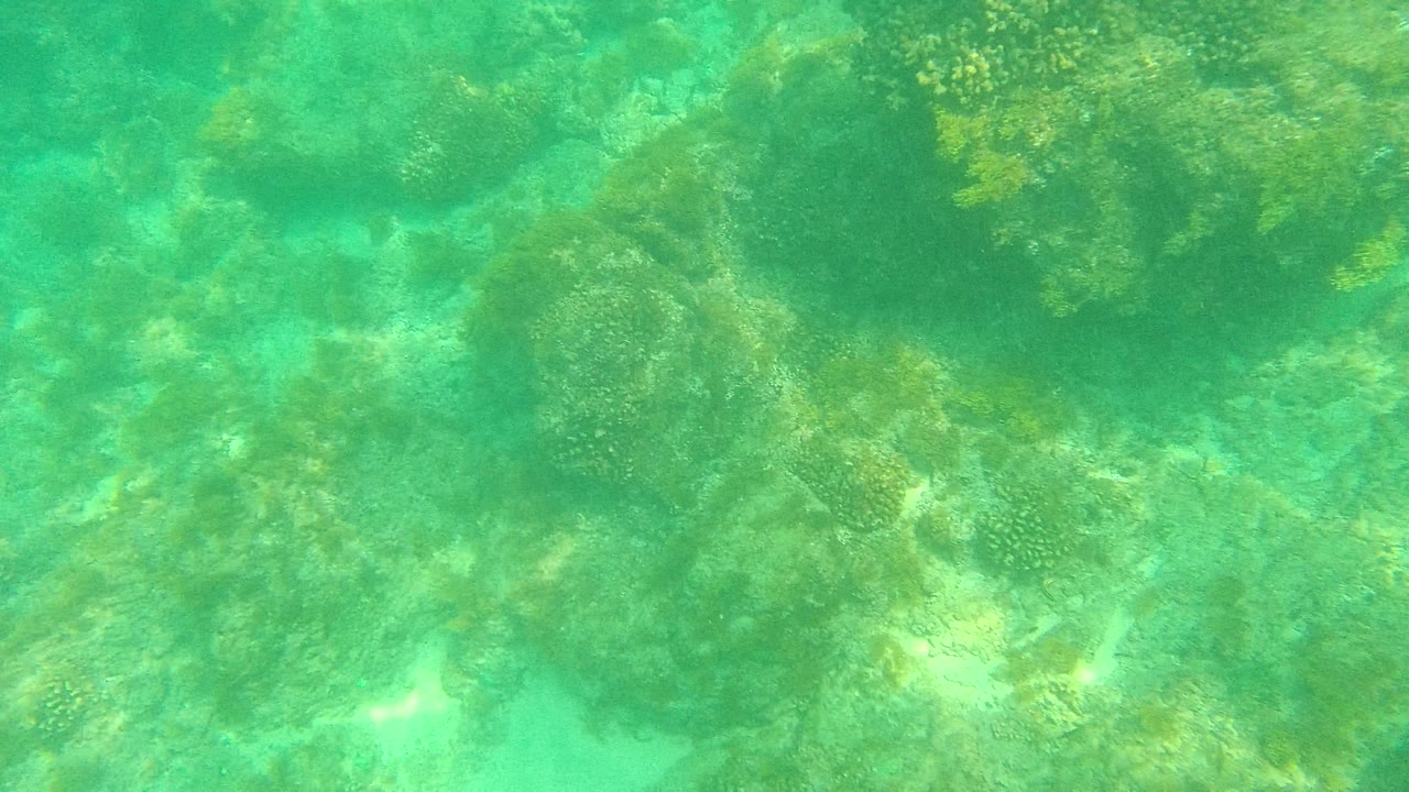 Mid-clip reef coverage shows darker rock and coral areas broken by small pale sand patches in Palmilla Los Cabos, Mexico, with no visible people.