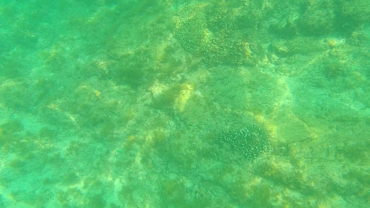 Palmilla Los Cabos reef scene with green-blue water, rounded coral clusters, rocky bottom, and no visible people.