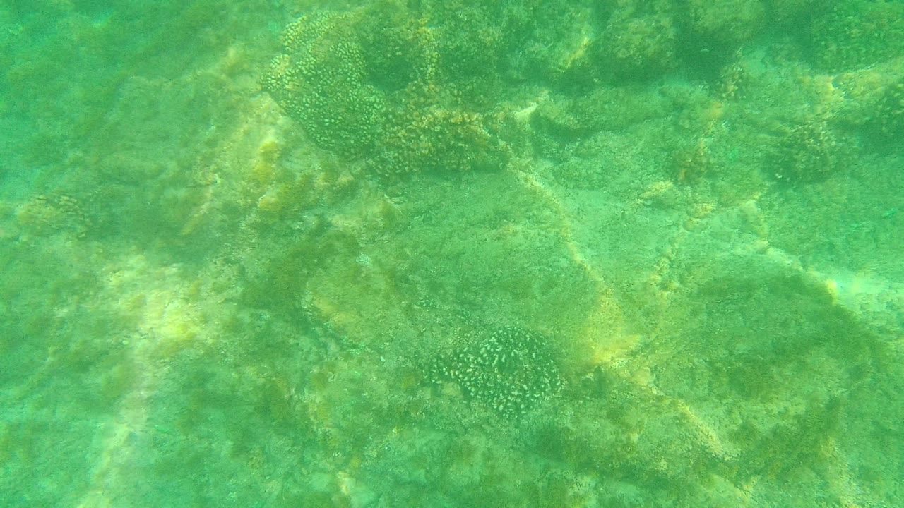 Underwater frame from Palmilla Los Cabos with coral heads spread across a shallow rocky seabed under turquoise water, with no visible people.