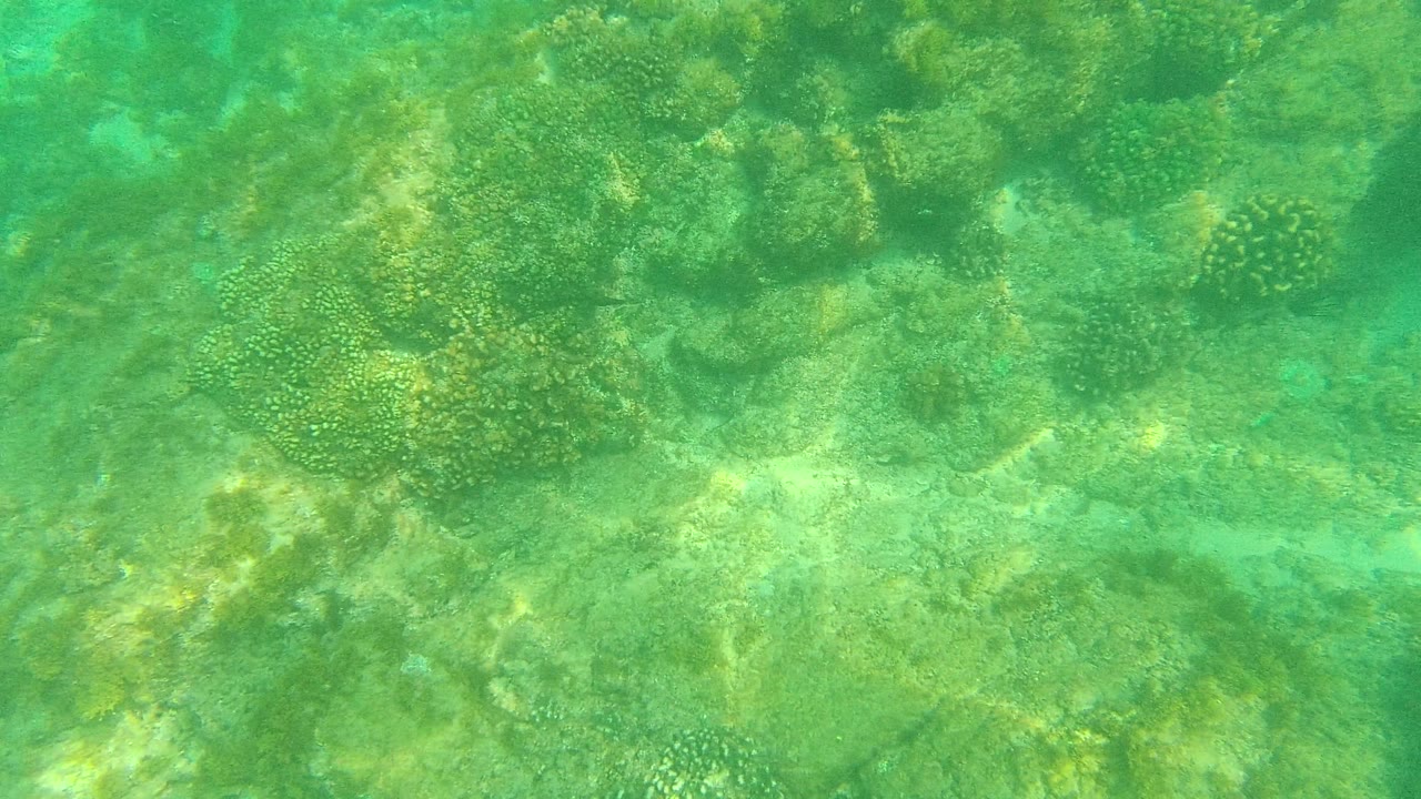 Palmilla Los Cabos underwater reef view with pale sand channels between coral-covered rocks and no visible people.