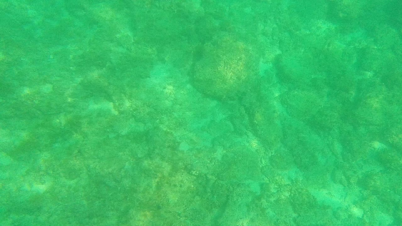 Palmilla Los Cabos underwater frame with the rocky ocean floor filling the view, green-turquoise water, mottled light, and no visible people.