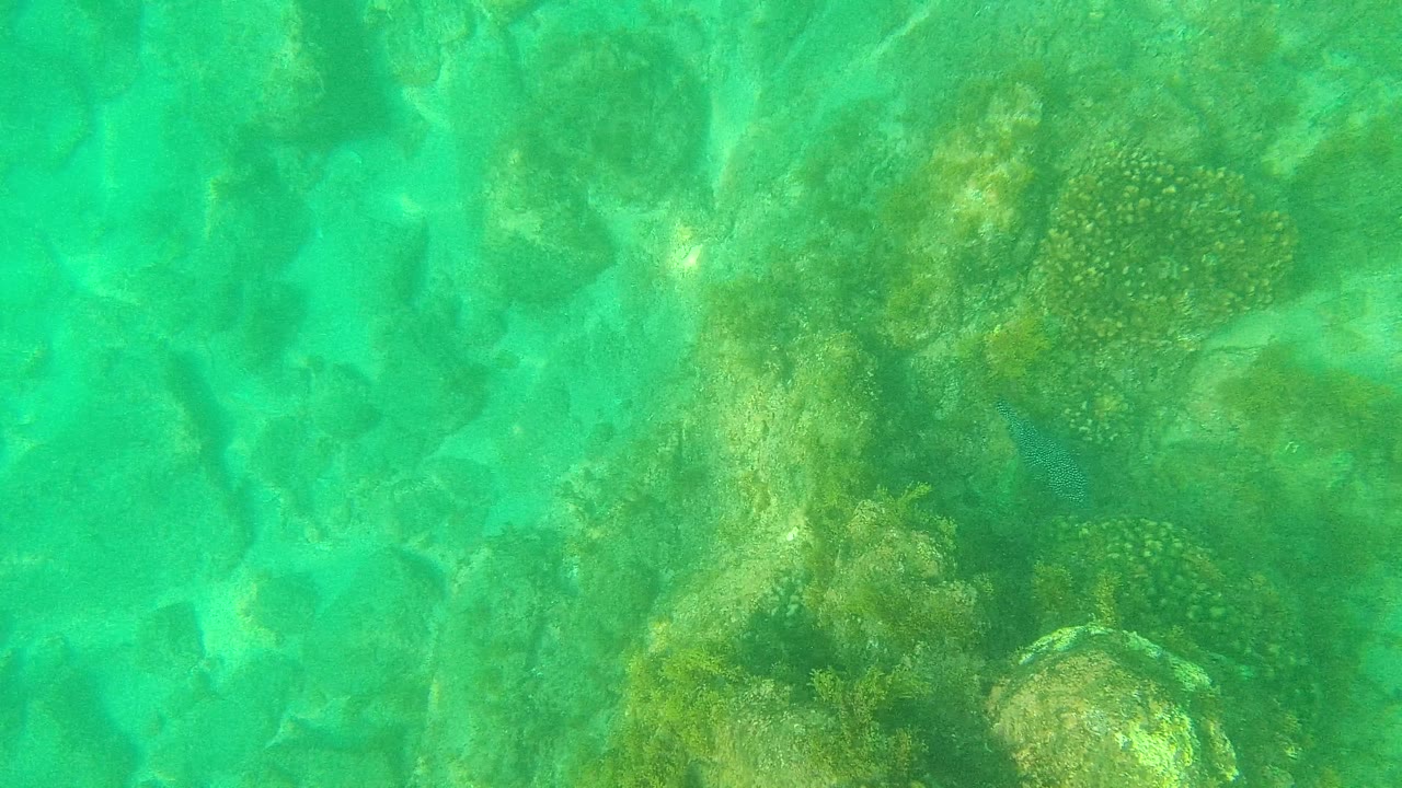 Palmilla Los Cabos underwater frame with a central rocky ridge, algae growth, mottled sand, and soft sunlight patterns in clear turquoise water, with no visible people.